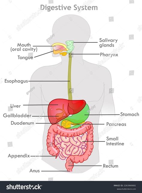 DIGESTIVE SYSTEM .